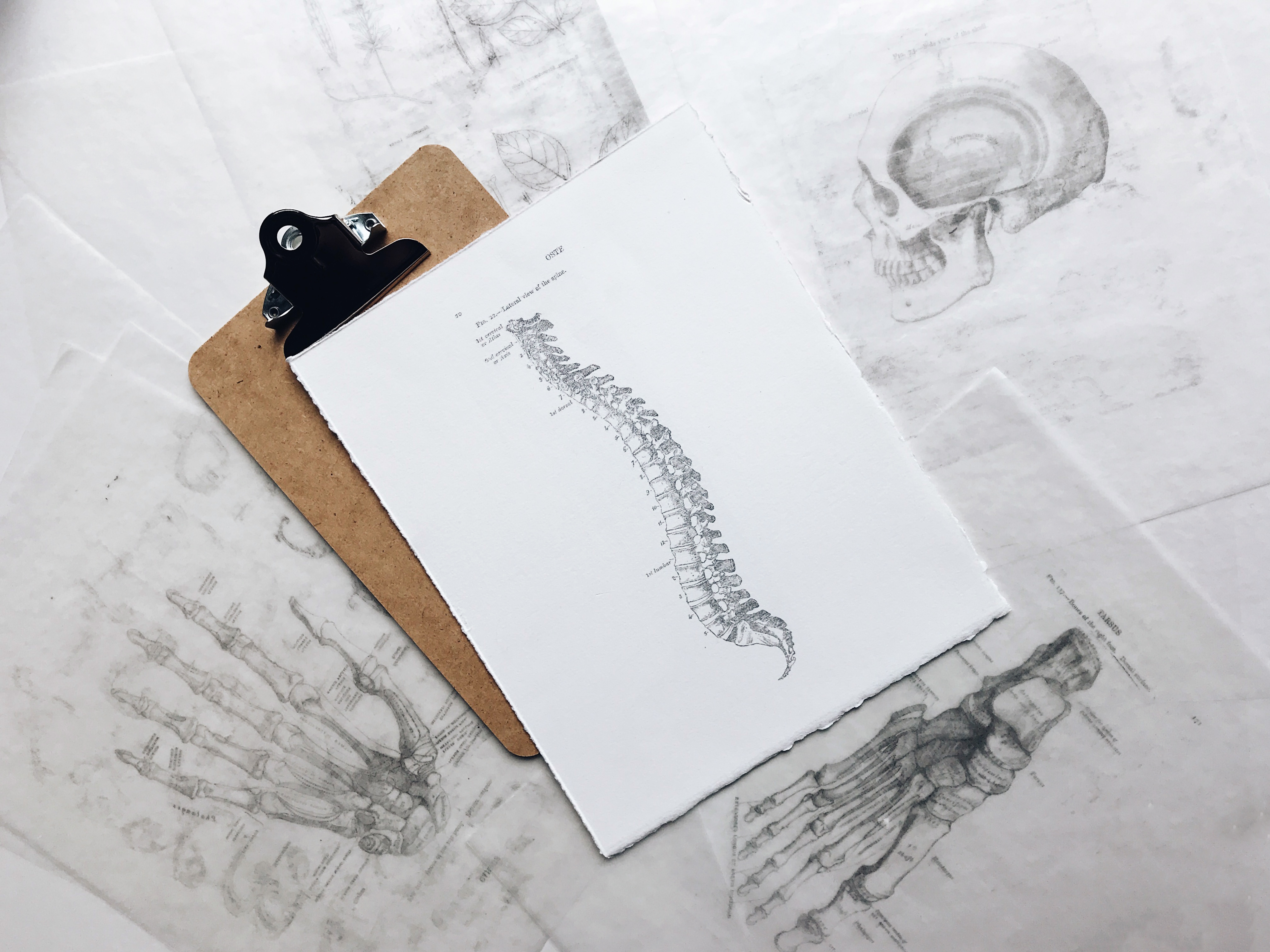Manual Therapist Vs. Chiropractors